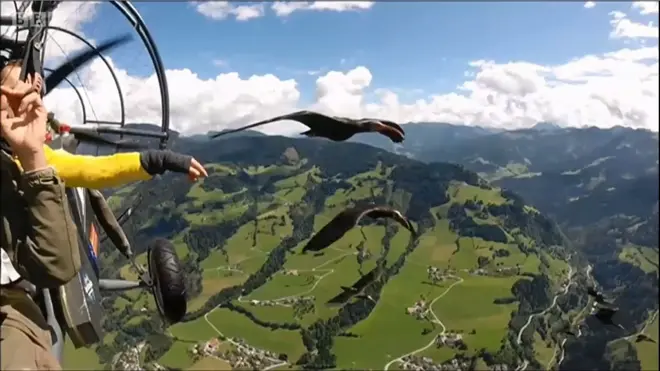 นกบินบนท้องฟ้า ข้างเครื่องบิน