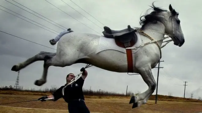 Липицианские лошади способны выполнять невероятные трюки