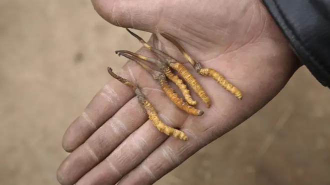 ปัจจุบันการค้าถั่งเช่ามีมูลค่าถึง 1.1 หมื่นล้านดอลลาร์สหรัฐฯในตลาดโลก