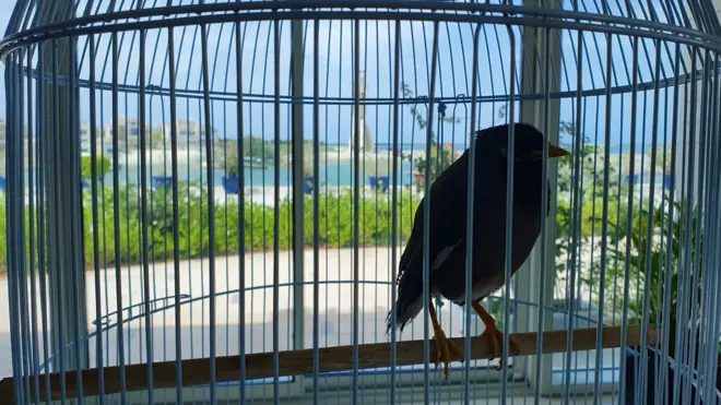Juji the mynah bird, inside his cage at the residence of the French ambassador to the United Arab Emirates