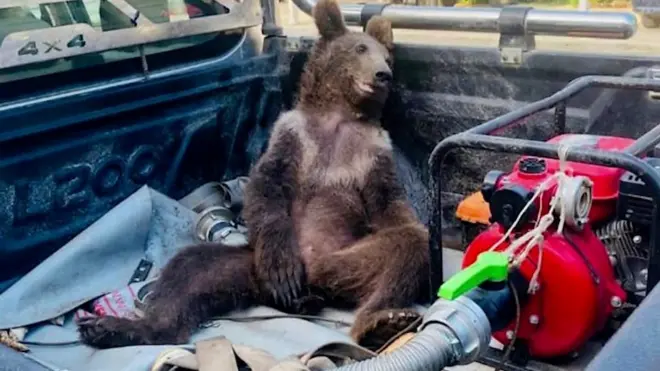 ‘마약 꿀’에 취한 새끼 곰