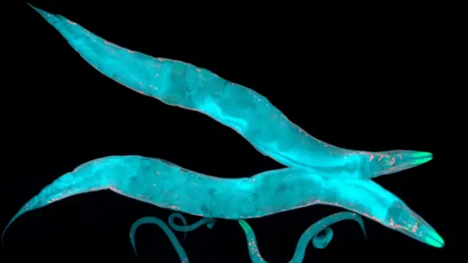Нематоды Caenorhabditis elegans в длину составляют всего около миллиметра