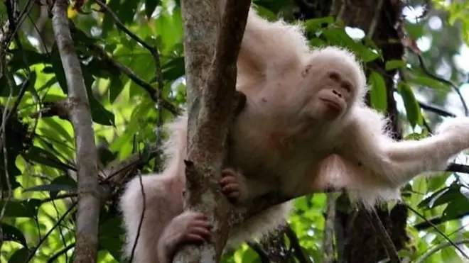 السلطات في إندونيسيا تطلق أنثى قرد الأورانغوتان الأبيض النادر في الغابة، بعد عام على انقاذها من محتجزيها. الأنثى اسمها ألبينو وهي كلمة باللغة اللاتينية وتعني اللون الأبيض.