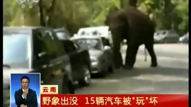 傷心のバレンタイン？　ゾウが腹いせに車を