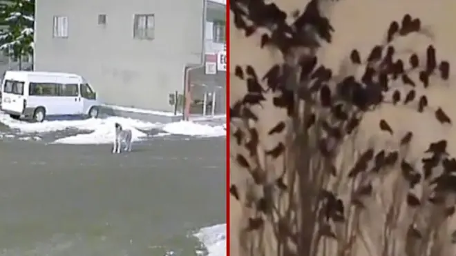 Dog howling in turkey