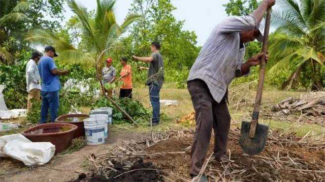 Centroamericanos están siendo empleados en el estado mexicano de Chiapas, en la frontera con Guatemala, en el programa Sembrando Vida.