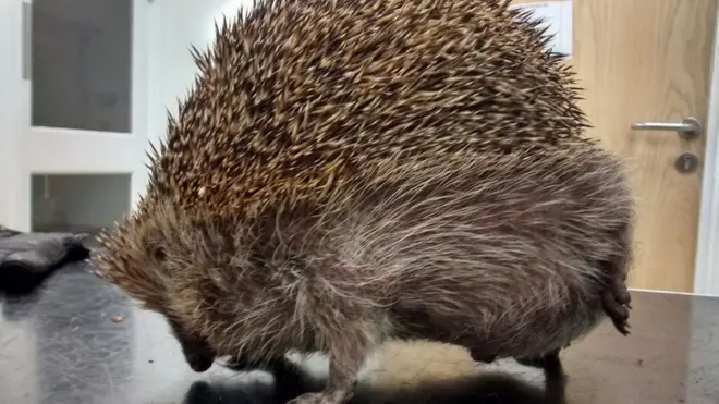 Ветеринары говорят, что никогда не видели настолько раздувшегося ежа