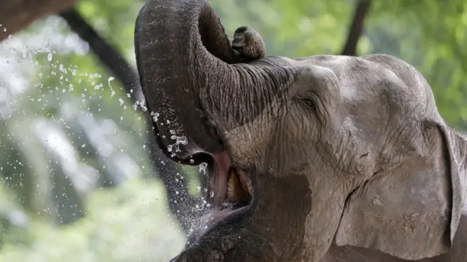 တောဆင်ရိုင်းတွေ အသတ် ခံနေ ရ