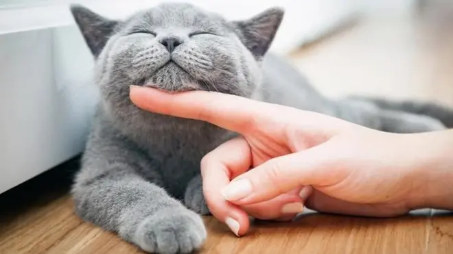 รูปแมวถูกเกาคาง