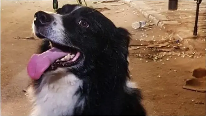 الكلب الذي أصبح بطل لبنان الجديد