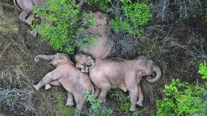 Slonovi koji danima lutaju po kineskim gradovima legli da odmore