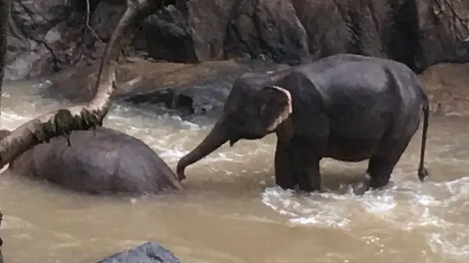 Причиной несчастья стало падение слоненка в пропасть у водопада, который пользуется печальной славой