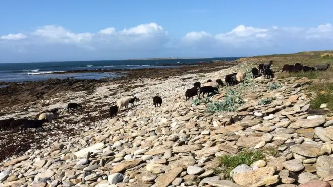 На острові мешкають місцеві вівці