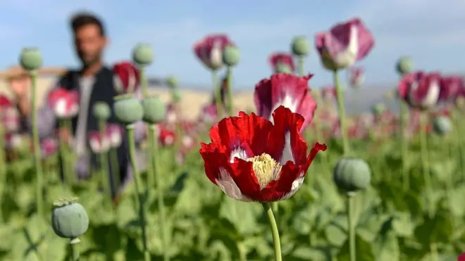 Poppy cultivation