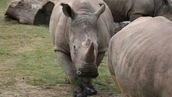 Depois mortebetnet comhipopótamobetnet comEl Salvador chocar o mundo, rinoceronte é assassinadobetnet comzoológico da França