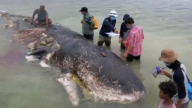 Внутри млекопитающего обнаружили пластиковые стаканчики, бутылки, шлепанцы и другой мусор