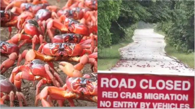 ఎర్ర పీతల వలస.. రోడ్లు మూసేసిన ప్రభుత్వం