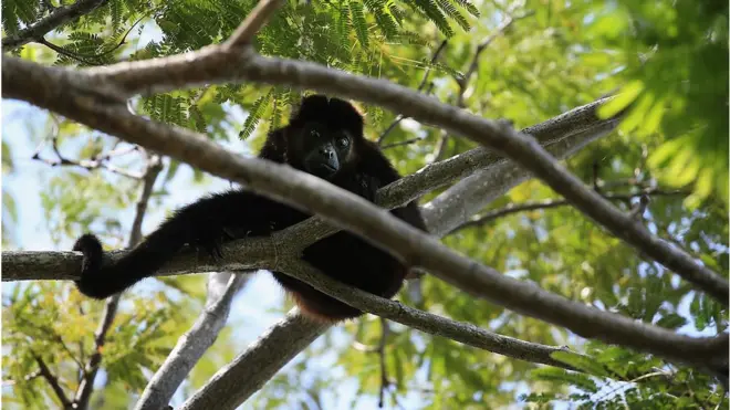 El hallazgo permitirá estudiar la evolución de un parásito que aún provoca enfermedades en los mamíferos.