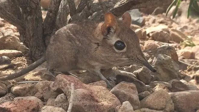 Xayawaankani ayaa la eg gacanta oo qofka wuxuu ku qaadi karaa gacanta