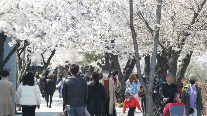 5일 오후 여의도한강공원에서 마스크를 착용한 시민들이 벚꽃 사이로 산책을 하고 있다