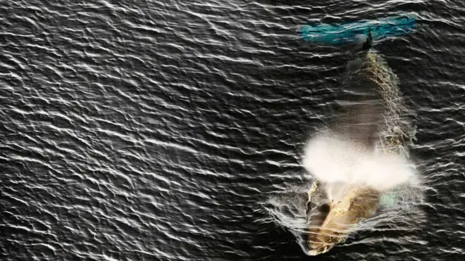 7월부터 일본은 밍크고래를 상업적으로 포경할 수 있다