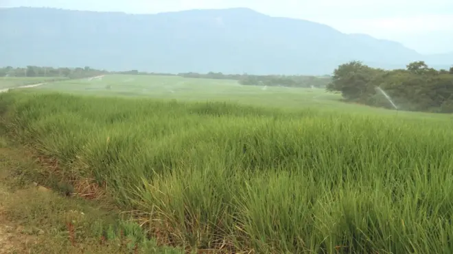 Warshaan Sukkaara Finca'aa waggaatti toonii 270,000 humna oomishu qaba