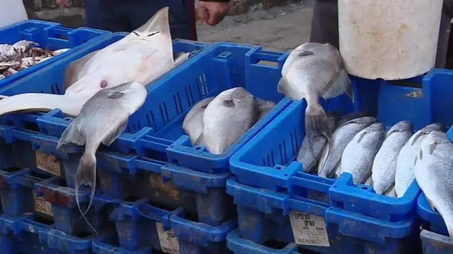 الأسماك المهربة تهدد صيادي غزة