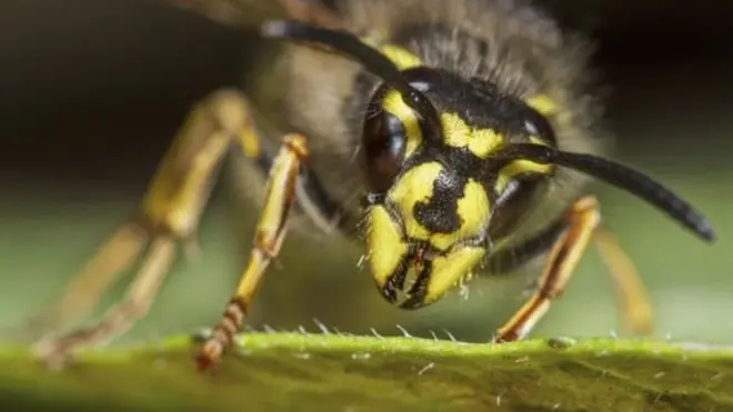 La visión negativa sobre las avispas es injusta porque son tan beneficiosas para el medio ambiente como las abejas, según el nuevo estudio.