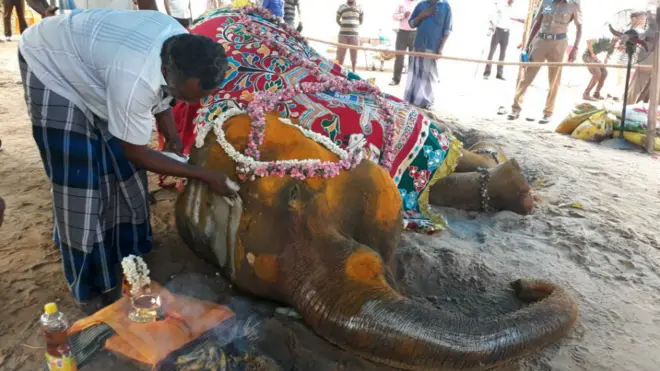 Rajeshwari pasó sus últimos días inmóvil, con una pata fracturada y con el cuerpo lleno de escaras.