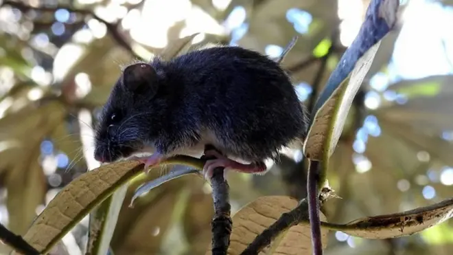 स्तनधारी जनावर