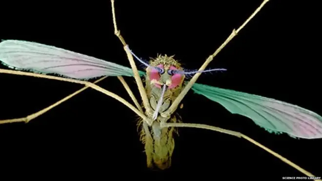 मलेरिया