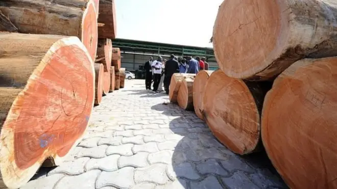 Un partenariat avec le gouvernement gabonais a permis de transformer des grumes de kevazingo pour les exporter en produits finis en Chine