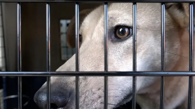 Собака в клетке