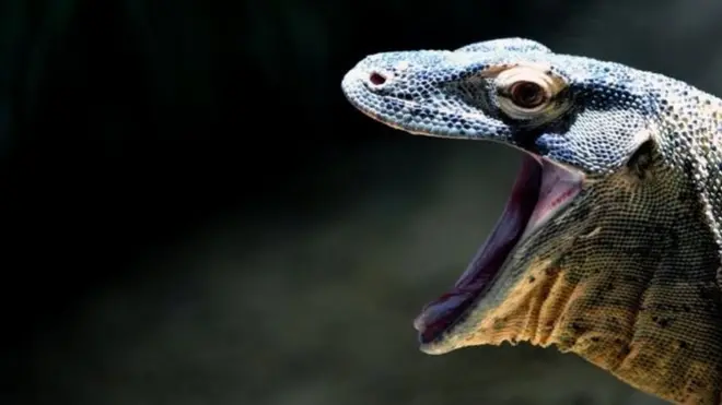 комодский дракон