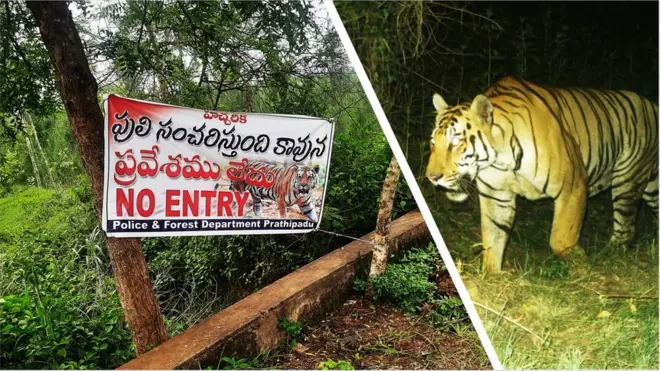 కాకినాడ జిల్లాలో పులి