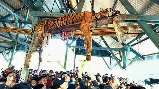 Dalam proses otopsi, BBKSDA mendapati bahwa kulit, taring, serta kuku harimau yang diburu tersebut sudah hilang.