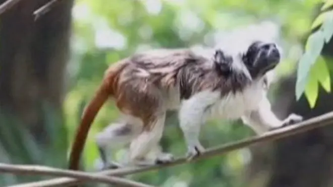 Radost zbog prinove u kolumbijskom zoološkom vrtu: Na svet došlo mladunče ugrožene vrste majmuna