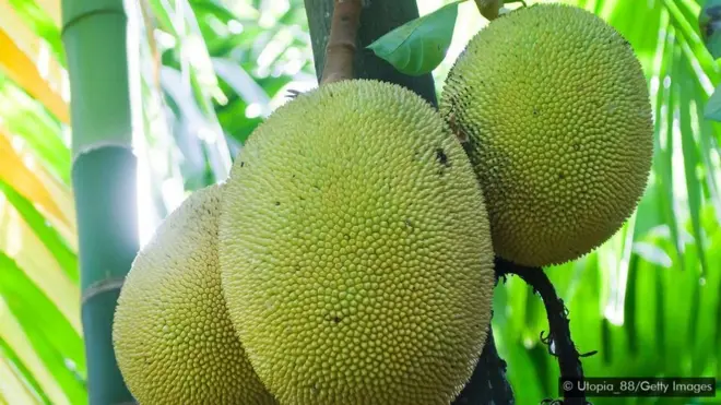 పనస కాయలు