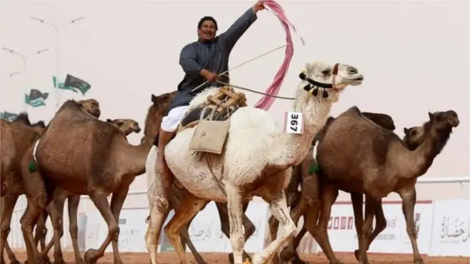 Media yazır ki, dəvələrin burunları, dodaqları və hətta çənələri botoks edilib.