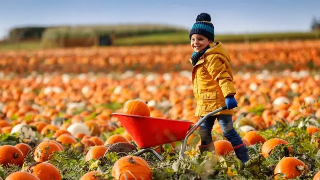 Трехлетняя Энни и тыквенное море. На грядках ферм близ деревни Кирклингтон (графство Северный Йоркшир) ежегодно вырастает более 10 млн тыкв
