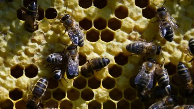 Українські бджоли гинули від пестицидів. У цьому були переконані бджолярі. Результати державних перевірок це підтверджують