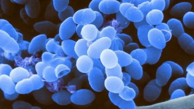 معدے میں رومینوکوکس نامی بیکٹریا کی مقدار سے کینسر کے طریقہ علاج کو فائدہ پہنچ سکتا ہے