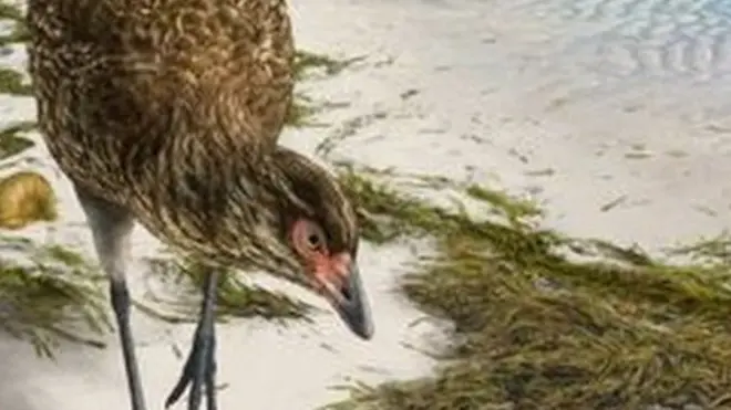 بازسازی پرنده