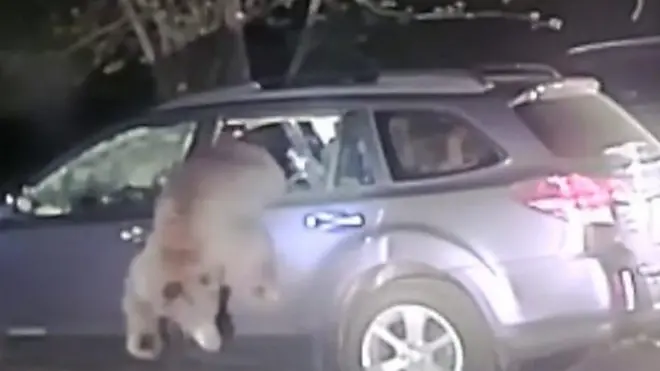 شرطي ينقذ دبا من الموت