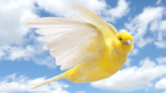 Canario en pleno vuelo