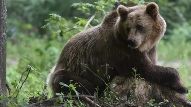 بلغاریہ کے ناچنے والے ریچھ