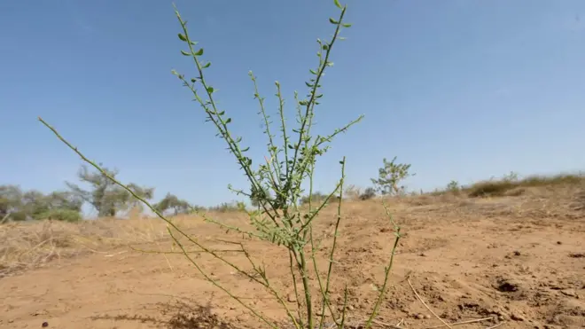 Senegal bi part of di country wey dey part of di Great Green Wall project - di na acacia tree