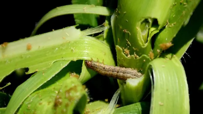 Viwavi