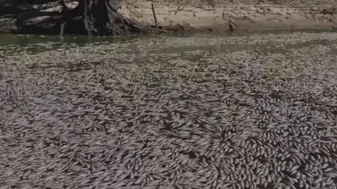 मरी हुई मछलियां