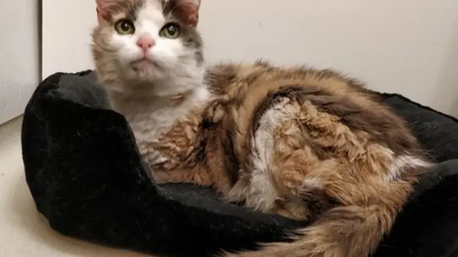 'Lollypop' adlı kedi